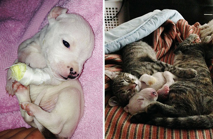 My Cats Adopted A 3-Legged Puppy Whose Mom Tried To Eat Him
