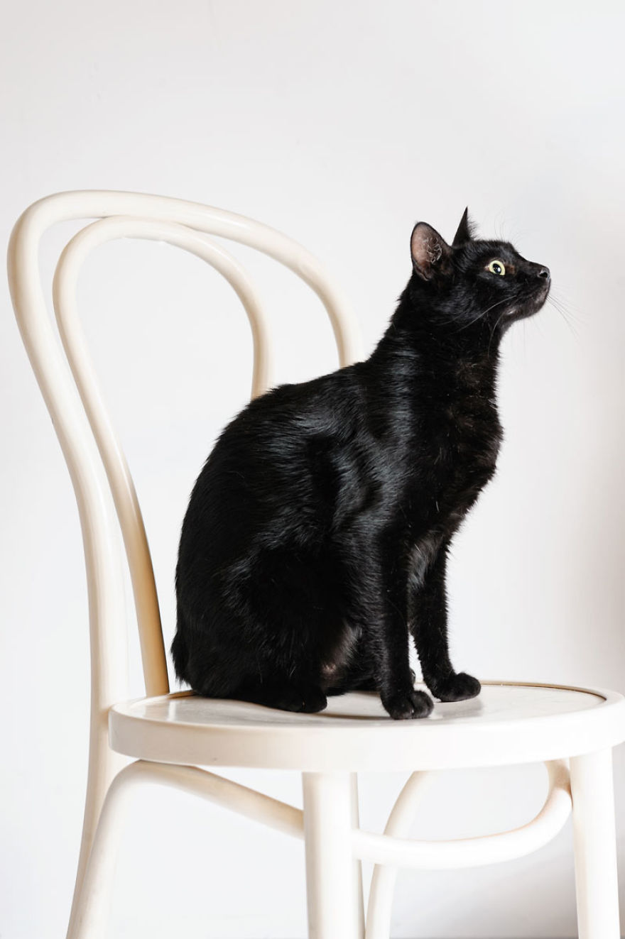 We Photographed A Black Cat, To Tell How Beautiful Black Cats Are. Many People Don't Want Them! We Photographed A Black Cat, To Tell How Beautiful Black Cats Are. Many People Don't Want Them!