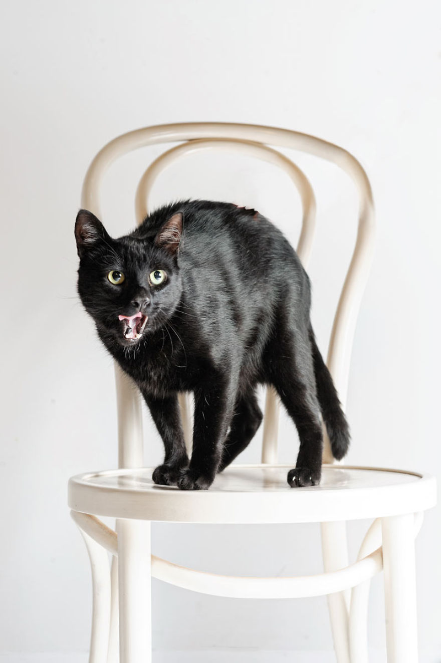We Photographed A Black Cat, To Tell How Beautiful Black Cats Are. Many People Don't Want Them! We Photographed A Black Cat, To Tell How Beautiful Black Cats Are. Many People Don't Want Them!