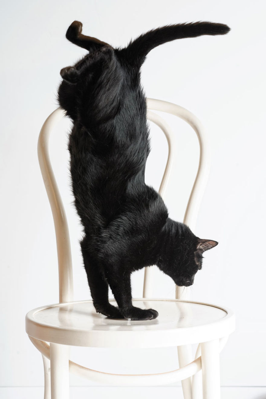 We Photographed A Black Cat, To Tell How Beautiful Black Cats Are. Many People Don't Want Them! We Photographed A Black Cat, To Tell How Beautiful Black Cats Are. Many People Don't Want Them!