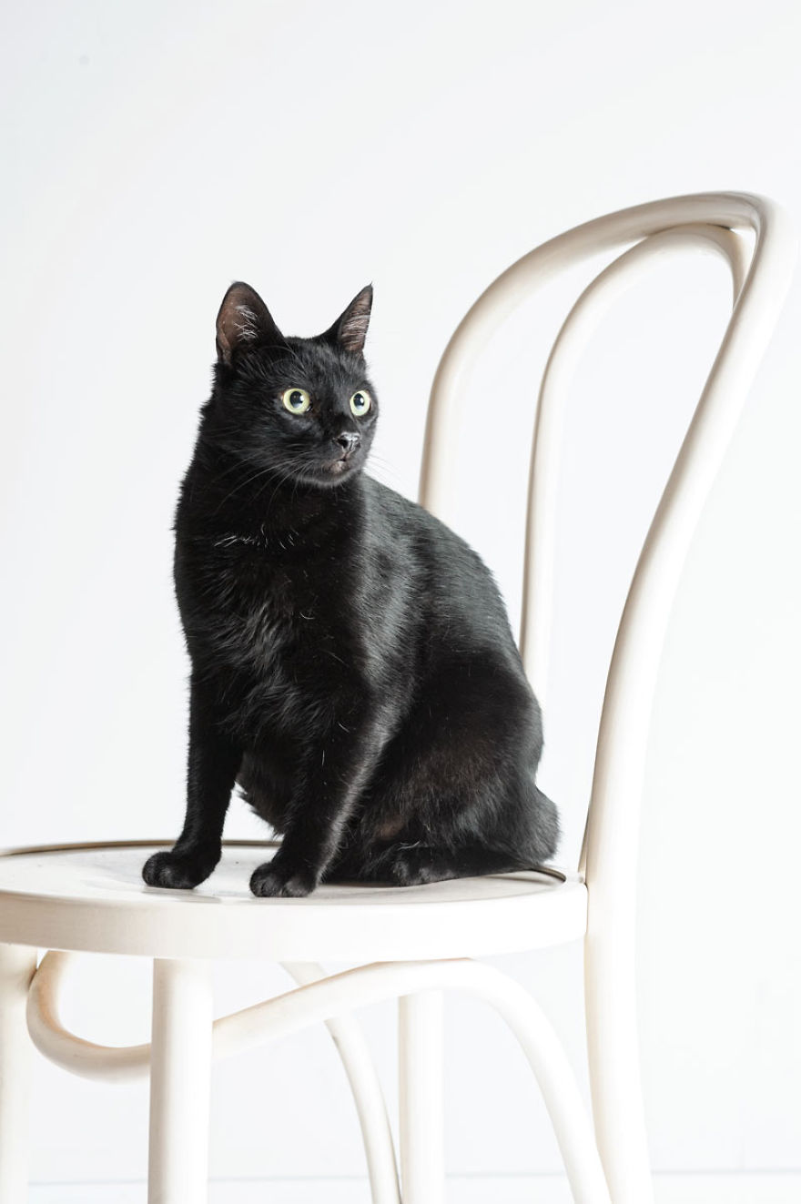 We Photographed A Black Cat, To Tell How Beautiful Black Cats Are. Many People Don't Want Them! We Photographed A Black Cat, To Tell How Beautiful Black Cats Are. Many People Don't Want Them!