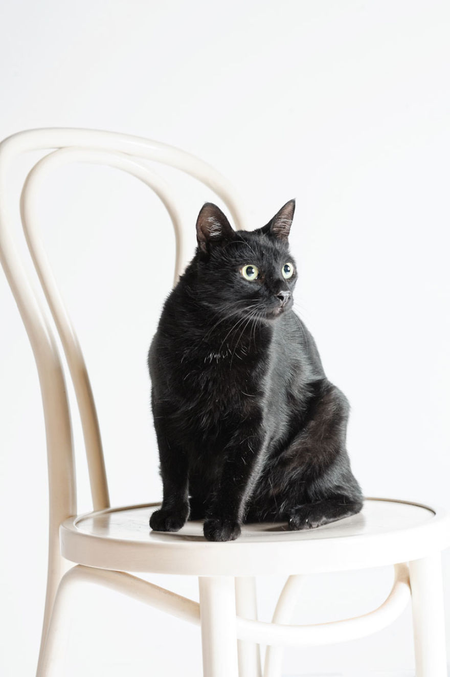 We Photographed A Black Cat, To Tell How Beautiful Black Cats Are. Many People Don't Want Them! We Photographed A Black Cat, To Tell How Beautiful Black Cats Are. Many People Don't Want Them!