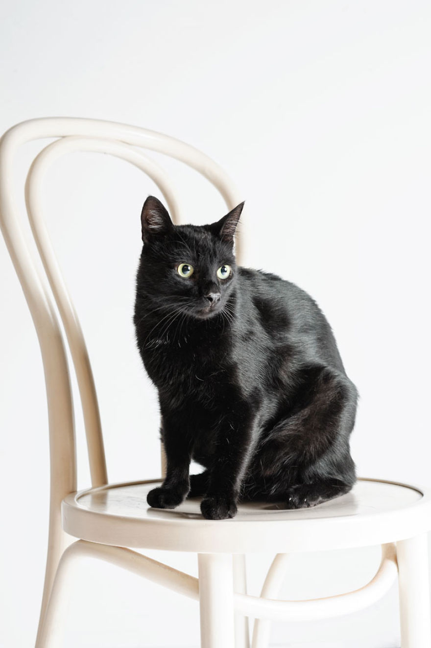 We Photographed A Black Cat, To Tell How Beautiful Black Cats Are. Many People Don't Want Them! We Photographed A Black Cat, To Tell How Beautiful Black Cats Are. Many People Don't Want Them!