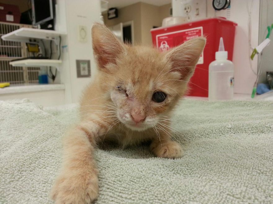 We Saved A One-Eyed Cat, And He Saved Us Right Back!