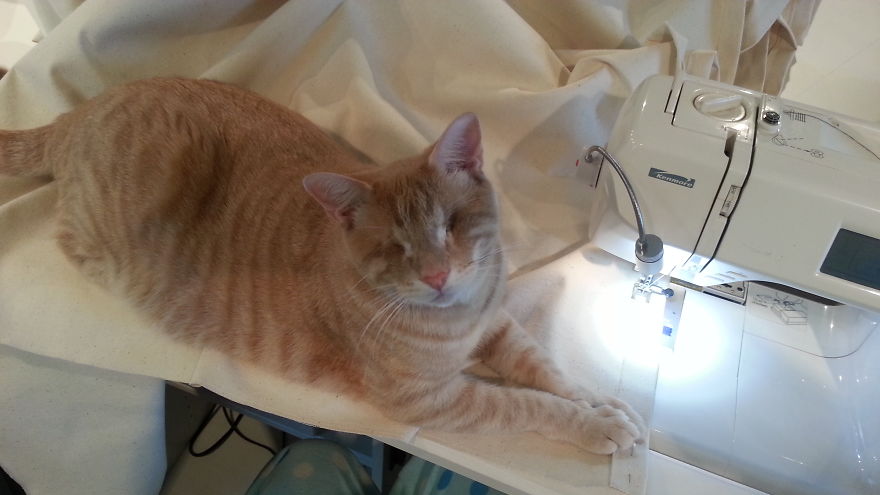 We Saved A One-Eyed Cat, And He Saved Us Right Back!