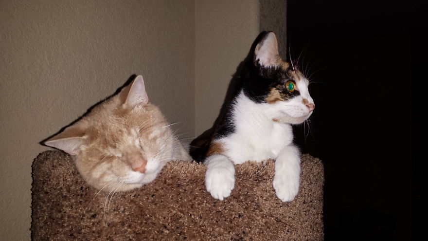 We Saved A One-Eyed Cat, And He Saved Us Right Back! We Saved A One-Eyed Cat, And He Saved Us Right Back!