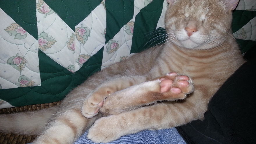 We Saved A One-Eyed Cat, And He Saved Us Right Back! We Saved A One-Eyed Cat, And He Saved Us Right Back!