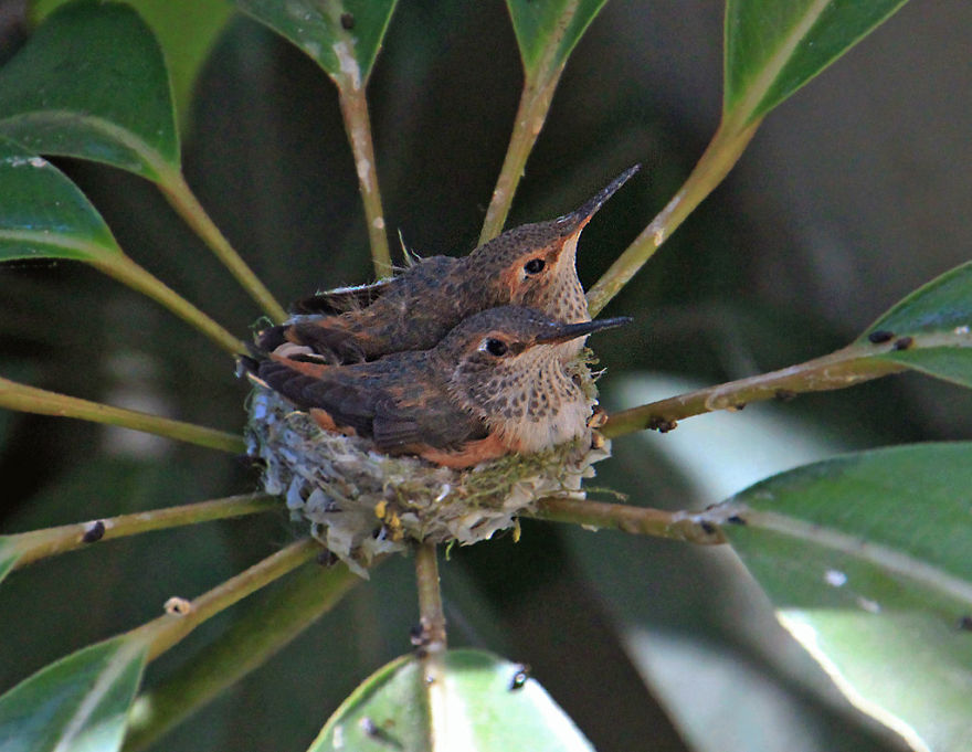 We Watched A Mama Hummingbird Raise Two Babies