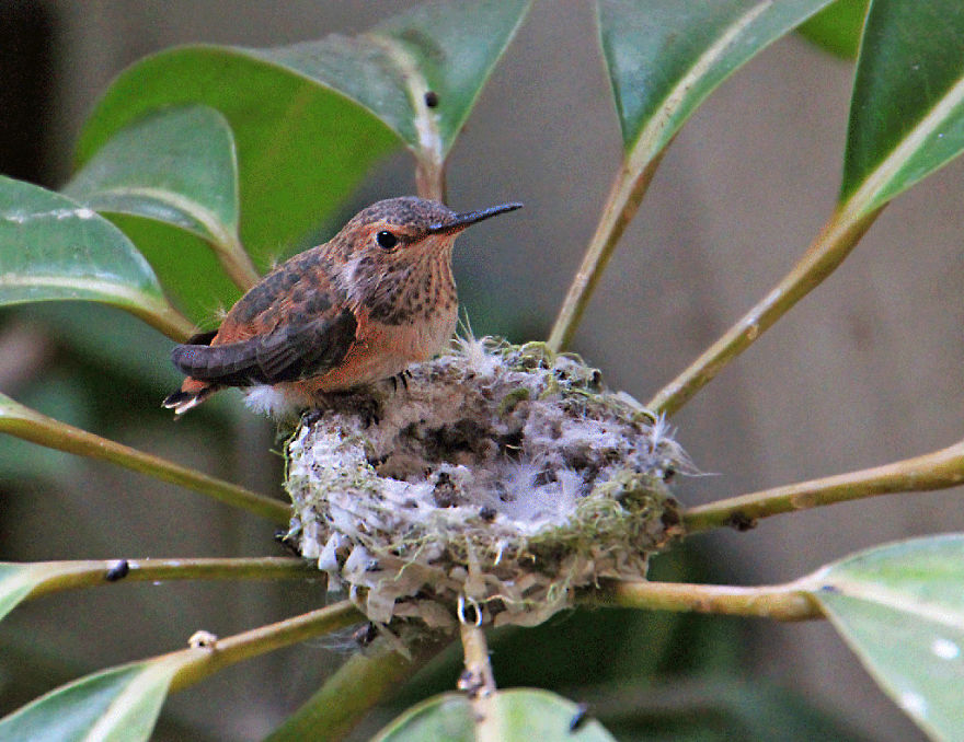 We Watched A Mama Hummingbird Raise Two Babies