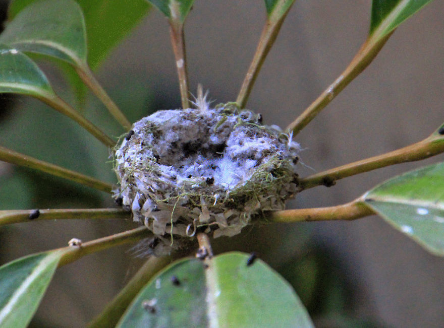 We Watched A Mama Hummingbird Raise Two Babies