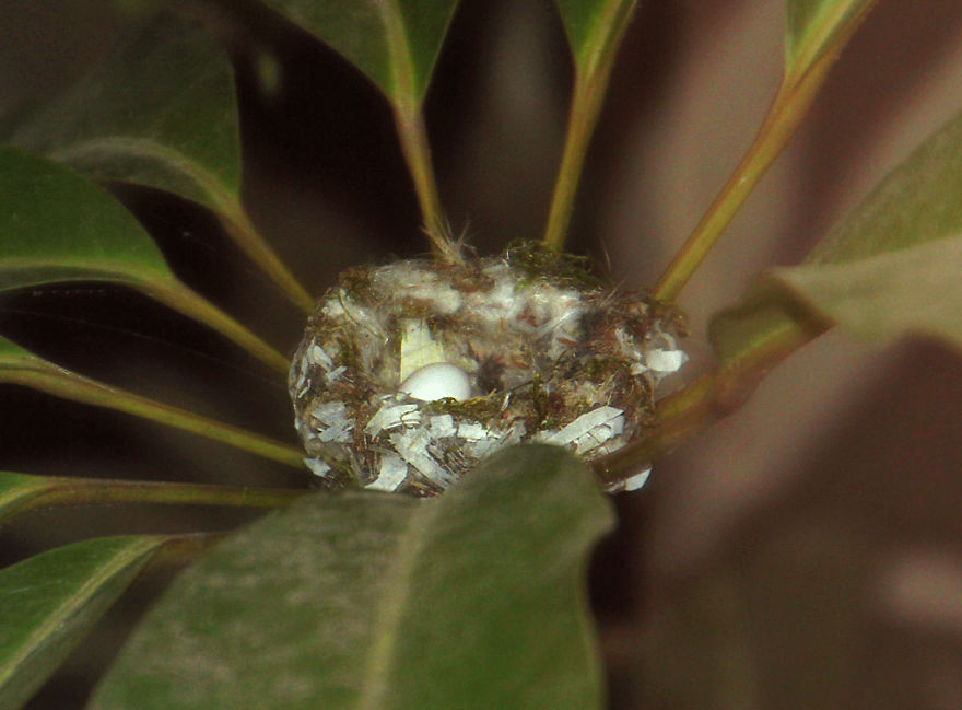 We Watched A Mama Hummingbird Raise Two Babies We Watched A Mama Hummingbird Raise Two Babies