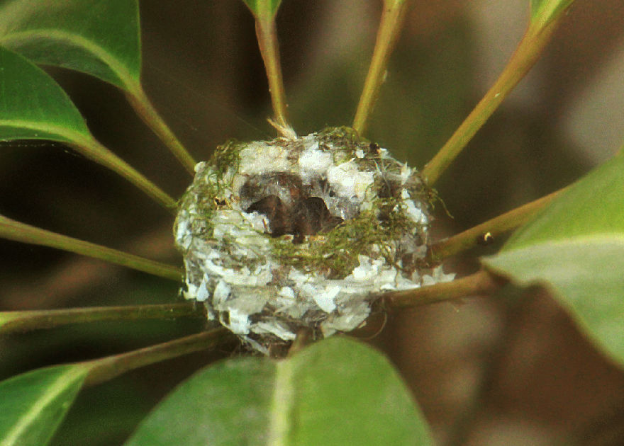 We Watched A Mama Hummingbird Raise Two Babies