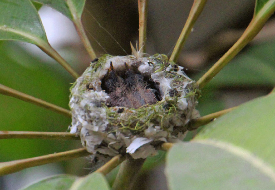 We Watched A Mama Hummingbird Raise Two Babies