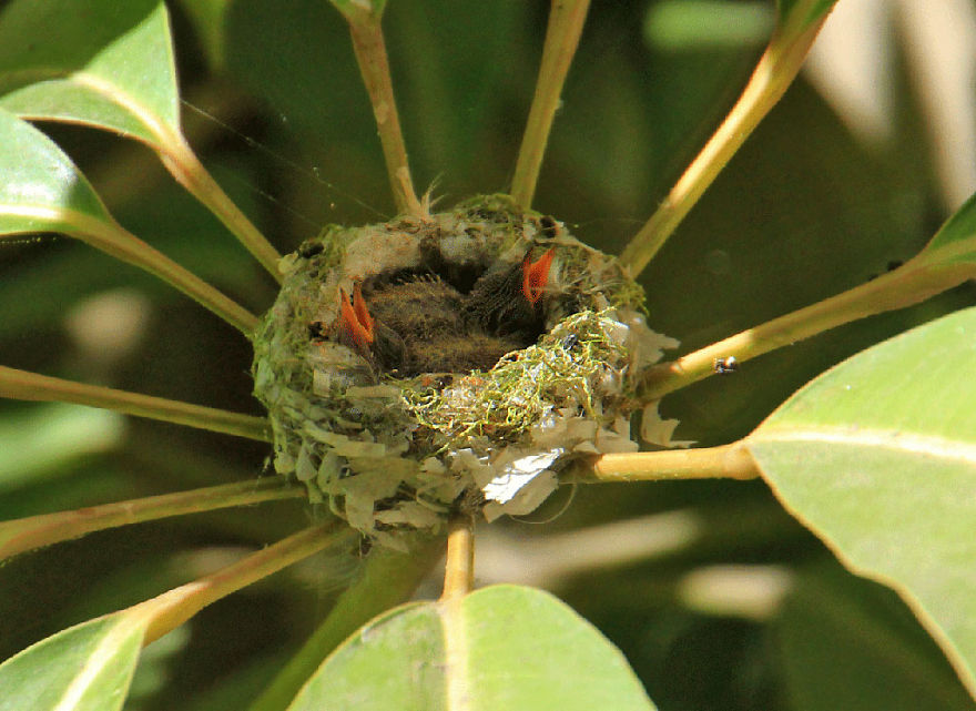 We Watched A Mama Hummingbird Raise Two Babies