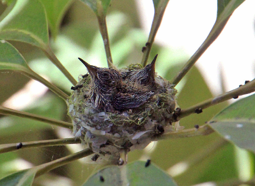 We Watched A Mama Hummingbird Raise Two Babies