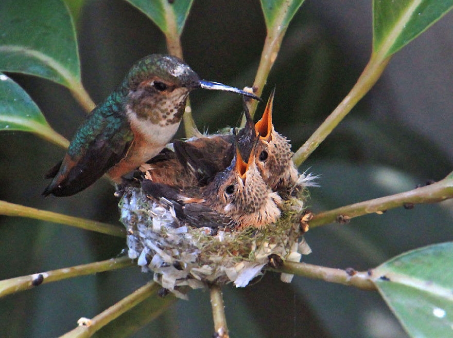 We Watched A Mama Hummingbird Raise Two Babies