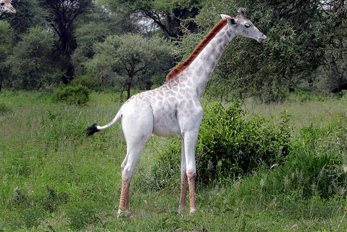 white-giraffe-leucism-albino-rare-animals-omo-tanzania-12 white-giraffe-leucism-albino-rare-animals-omo-tanzania-12