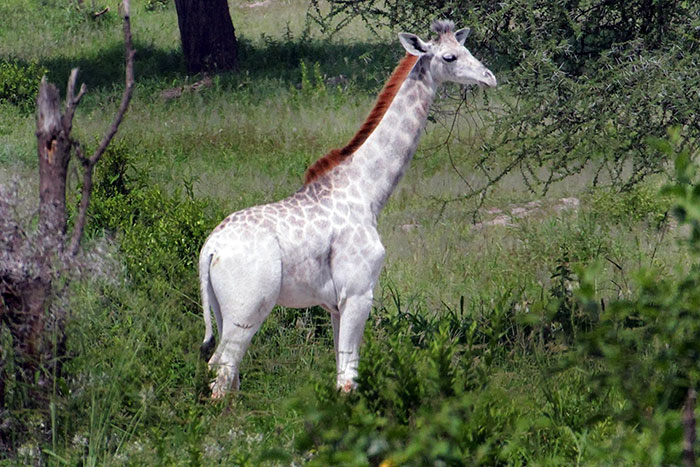 white-giraffe-leucism-albino-rare-animals-omo-tanzania-8 white-giraffe-leucism-albino-rare-animals-omo-tanzania-8