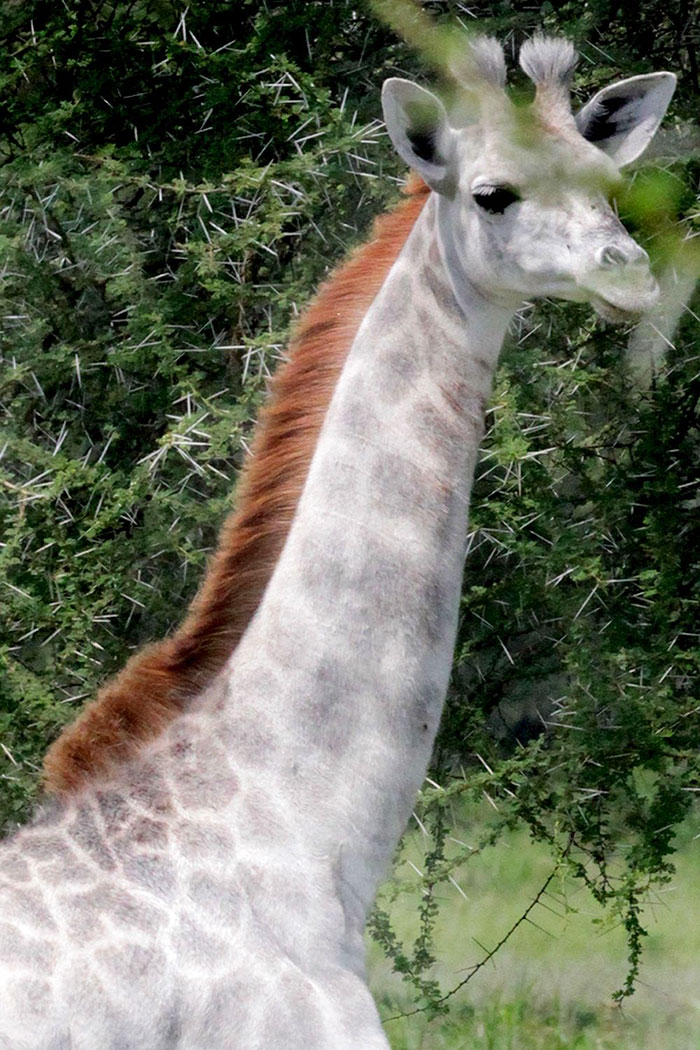 white-giraffe-leucism-albino-rare-animals-omo-tanzania-9