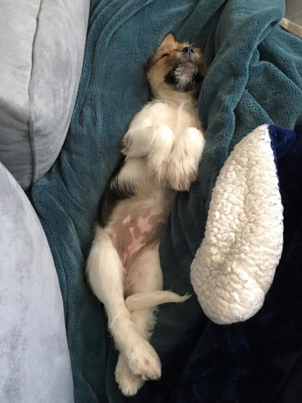 My Puppy Post-new Year's Eve Bash