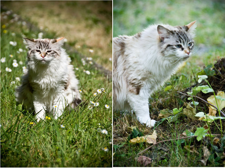 Yuki Sniffing The Spring Breeze