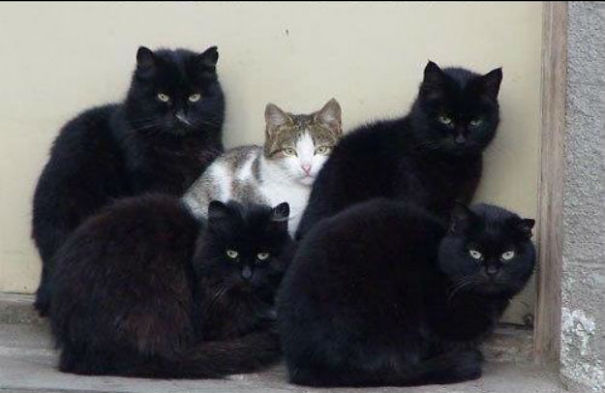 Five cats huddled together, three black and one grey, looking intently at the camera.