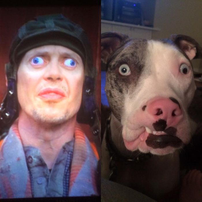 Side-by-side comparison of a man and a dog with wide eyes, highlighting celebrity doppelganger animals resemblance.