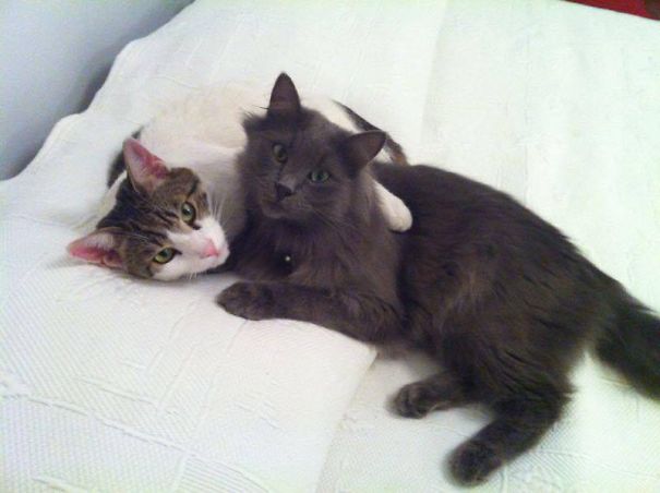 Two cats snuggling on a white bed, ready for Valentine's Day.