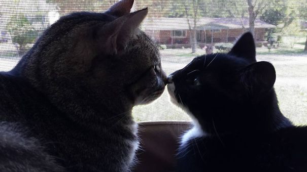 Two cats affectionately nose-touching, ready for Valentine's Day, in front of a window with a scenic background.
