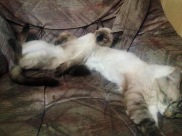 Cats lounging on a sofa, seemingly relaxed and ready for Valentine's Day celebrations.