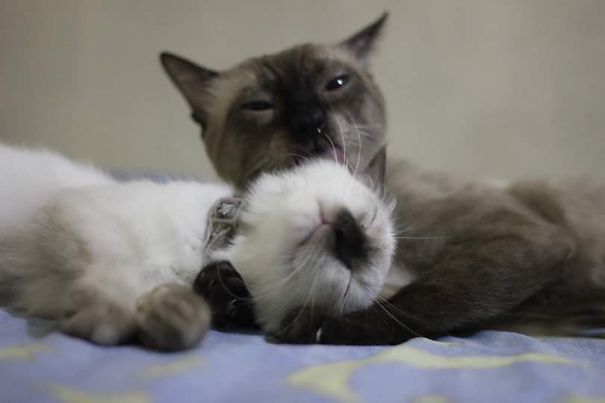 Two cats cuddling affectionately on a bed, perfect for a Valentine's Day moment.
