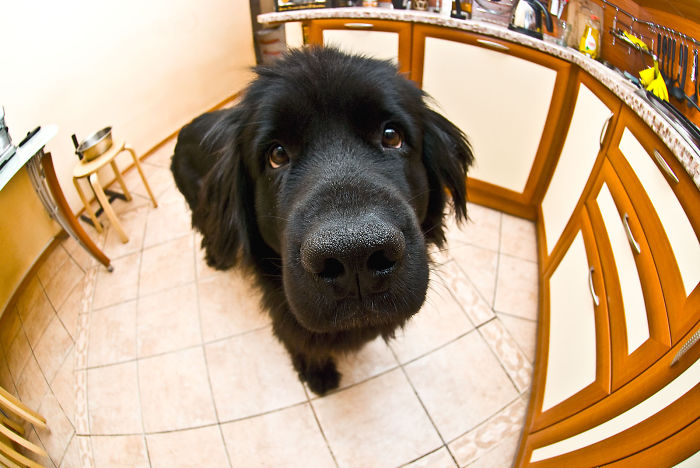 Paris The Newfie - 2