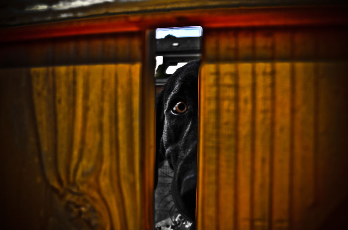 Garry The Crazy Labrador!