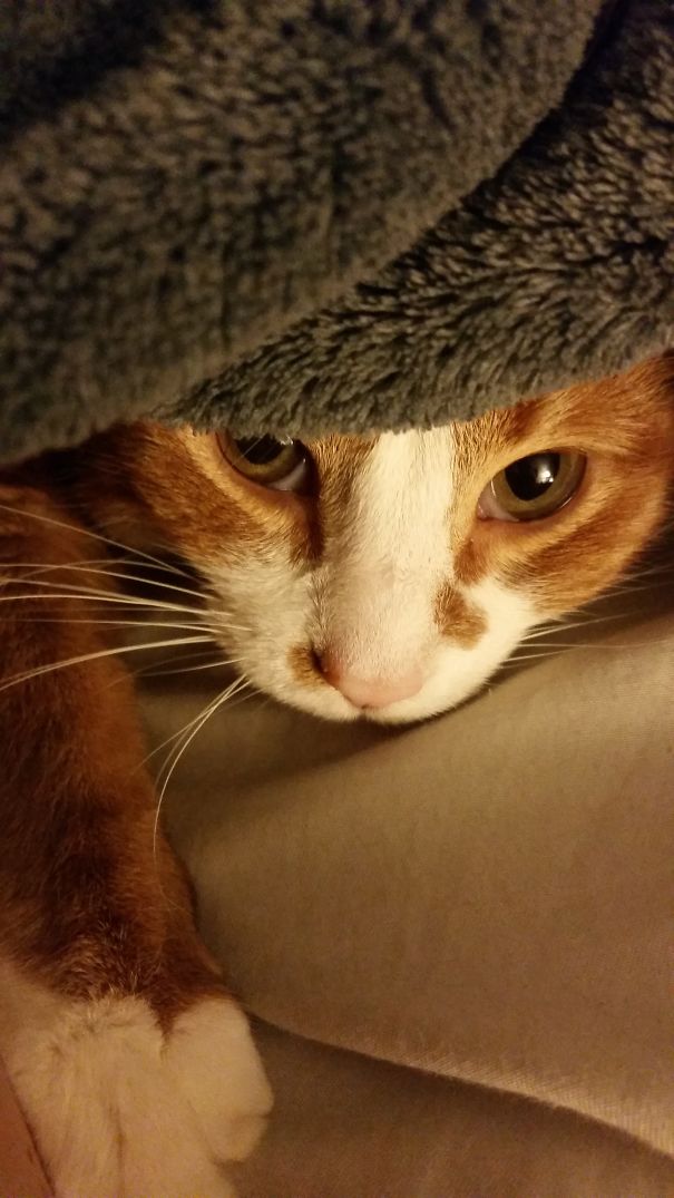 Cozy cat snug under a blanket, ready for Valentine's Day.