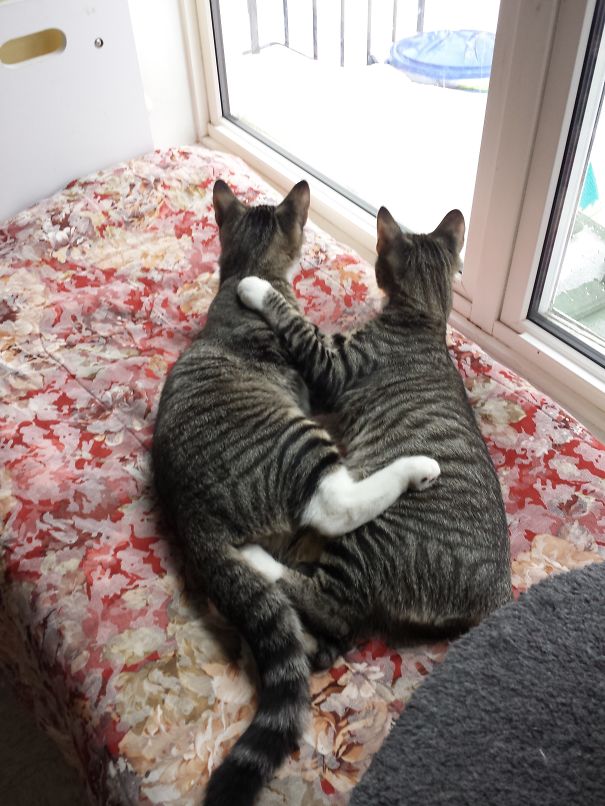 Two cats cuddling by a window on a floral blanket, ready for Valentine's Day.