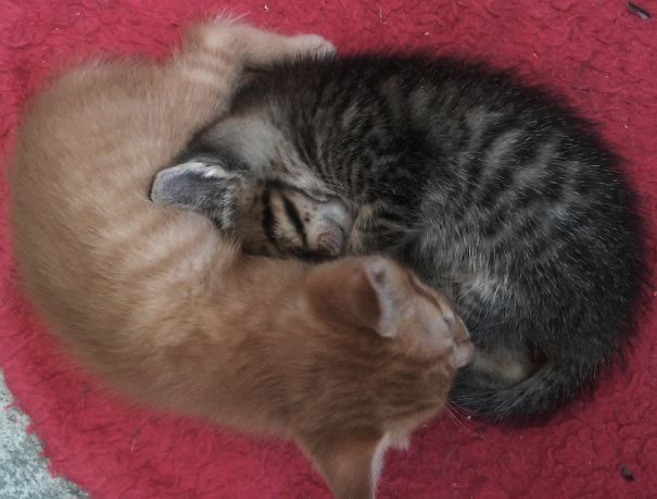 Two cats cuddled together on a red blanket, ready for Valentine's Day.