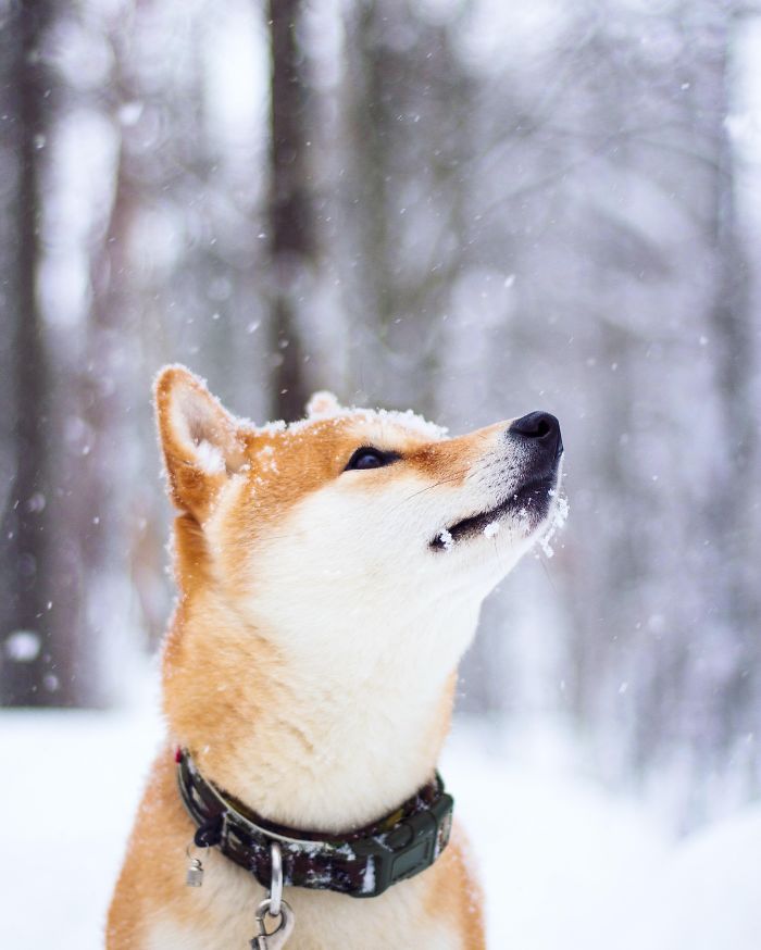 Meet Nana, The Shiba Inu Of My Life Who Is Turning 2 This Thursday Meet Nana, The Shiba Inu Of My Life Who Is Turning 2 This Thursday