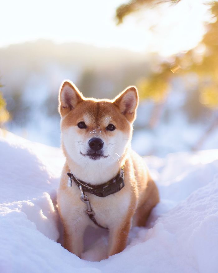 Meet Nana, The Shiba Inu Of My Life Who Is Turning 2 This Thursday