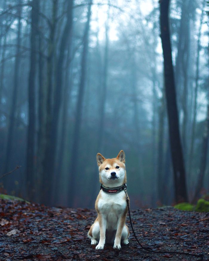 Meet Nana, The Shiba Inu Of My Life Who Is Turning 2 This Thursday
