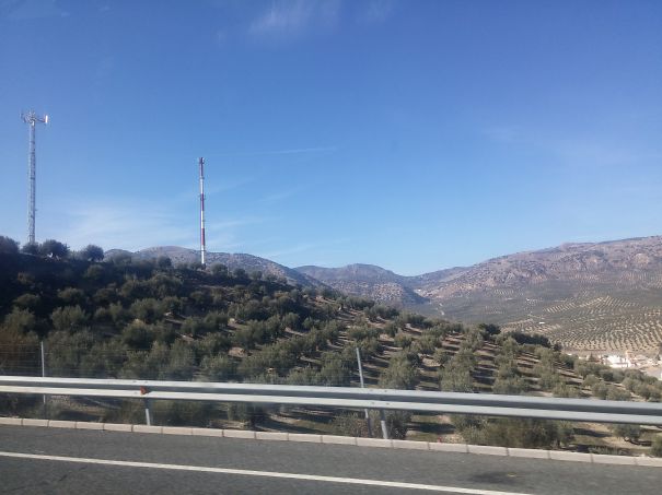 Hectares And Hectares Of Equally-spaced Olive Trees In Andalucía, Spain.