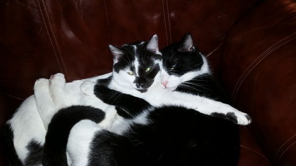 Two black and white cats cuddling on a brown leather couch, symbolizing Valentine's Day affection.