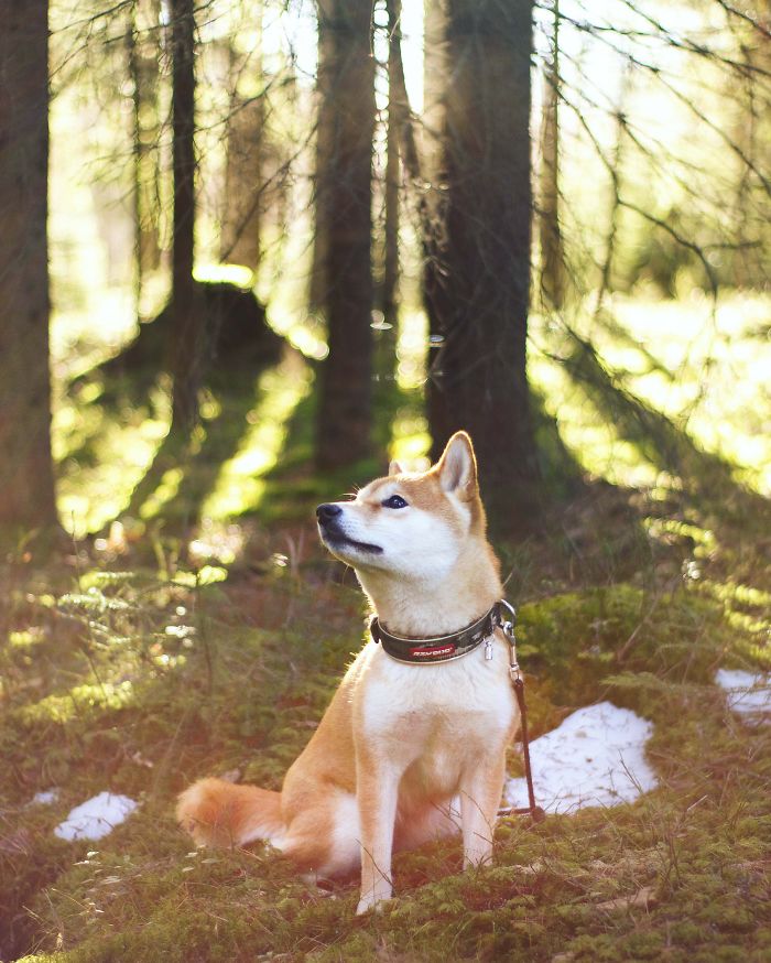 Meet Nana, The Shiba Inu Of My Life Who Is Turning 2 This Thursday