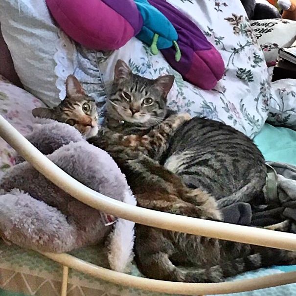 Two cats cuddling on a cozy bed, surrounded by pillows and blankets, ready for Valentine's Day.