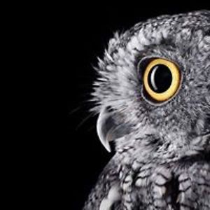 varia_strix_strigidae avatar