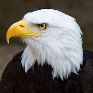 prothughuntre avatar