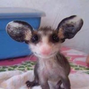 maria_stoyanova avatar