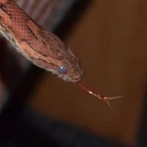 pseudodraconian avatar