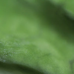 tomaszmackiewicz avatar