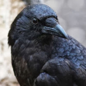 nathanbedford avatar