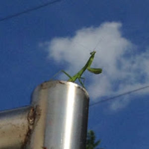 alisonsinclair avatar